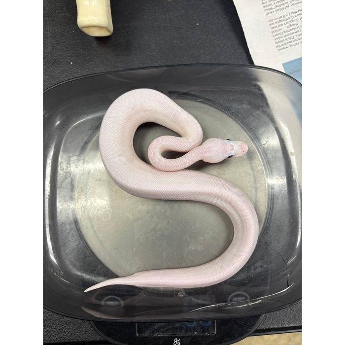 Ball Python (Super Fire)