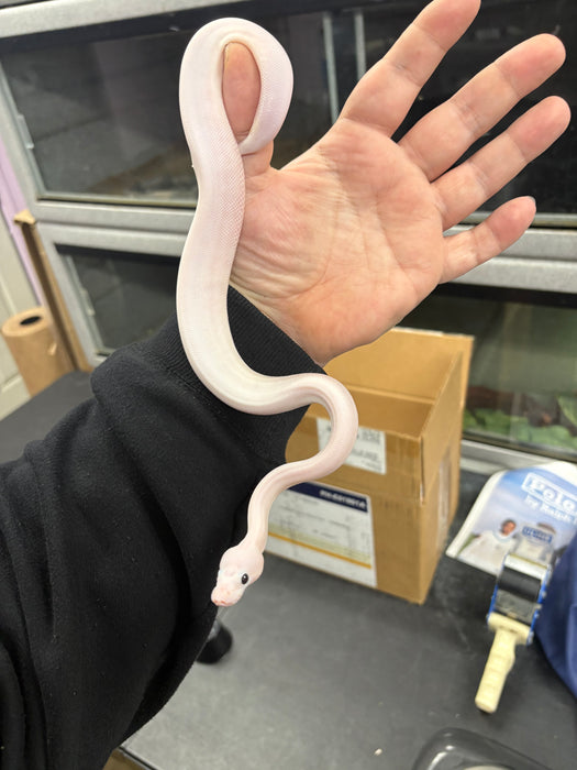 Ball Python (Super Fire)