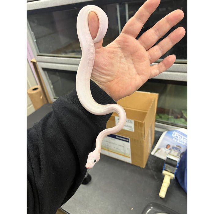 Ball Python (Super Fire)