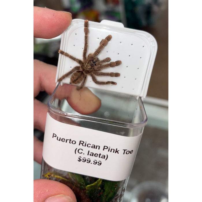 Puerto Rican Pink Toe (C. laeta)