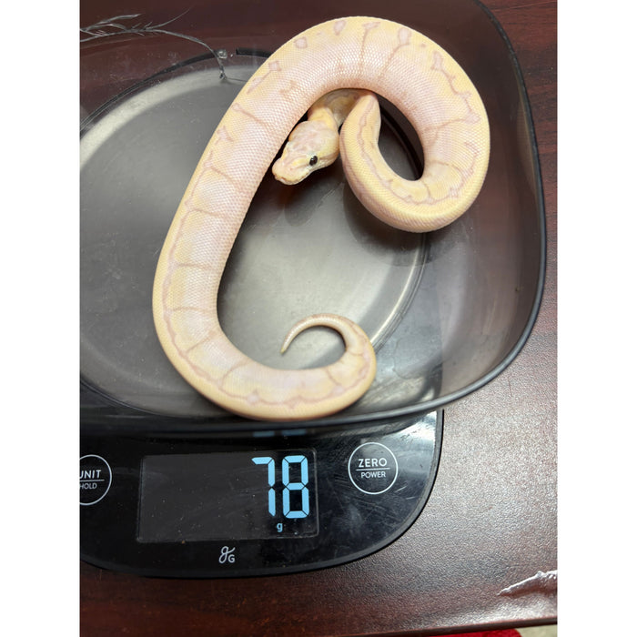 Ball Python (Banana Enchi Lemon Blast)