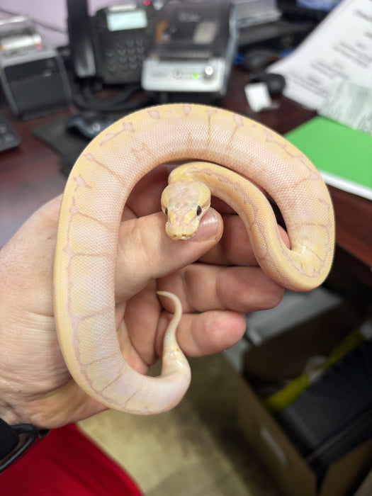 Snake Banana Enchi Lemon Blast Ball Python (Python regius)