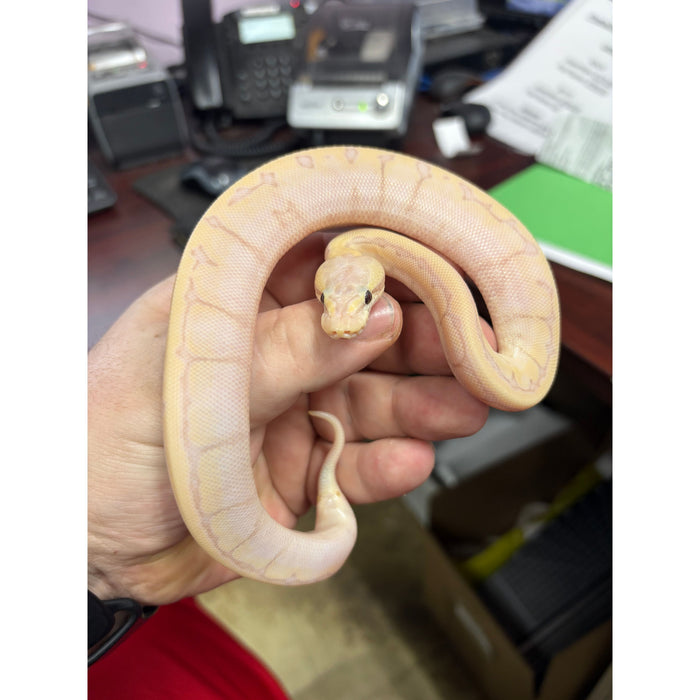 Ball Python (Banana Enchi Lemon Blast)
