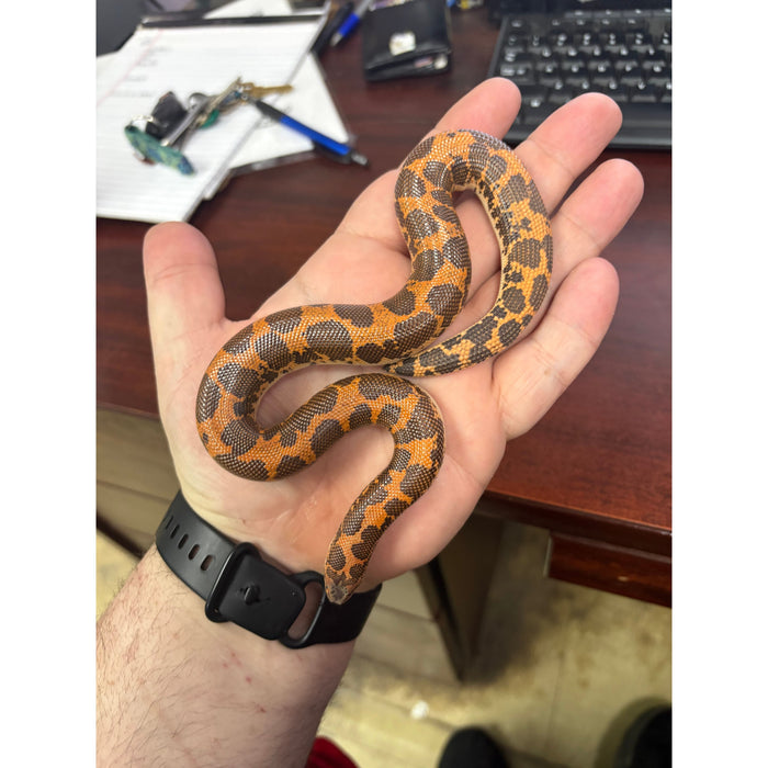 Kenyan Sand Boa (Adult Male)