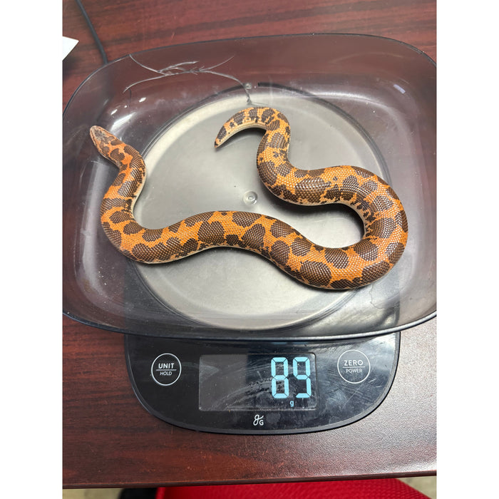 Kenyan Sand Boa (Adult Male)