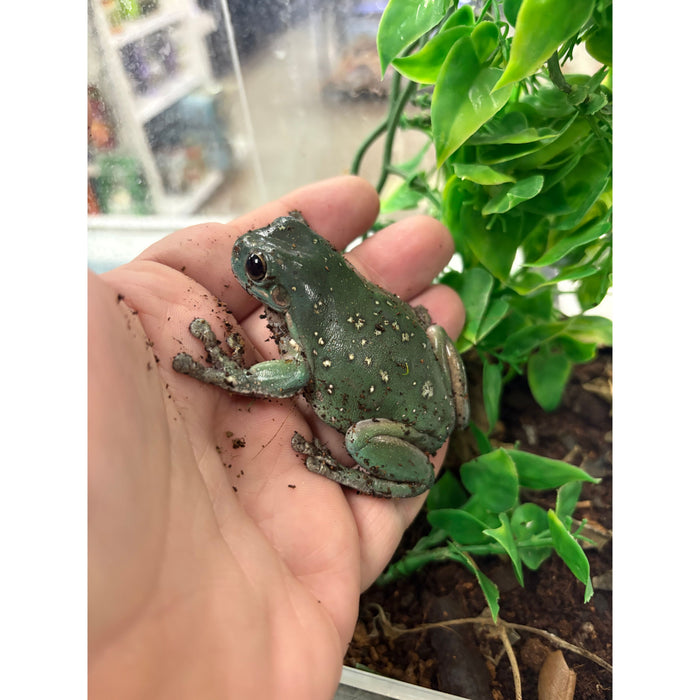 Dumpy Tree Frog "Snowflake"