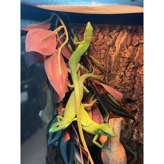 Green Keel Bellied Lizard (CB Baby/Juvenile) (Gastropholis prasnia)