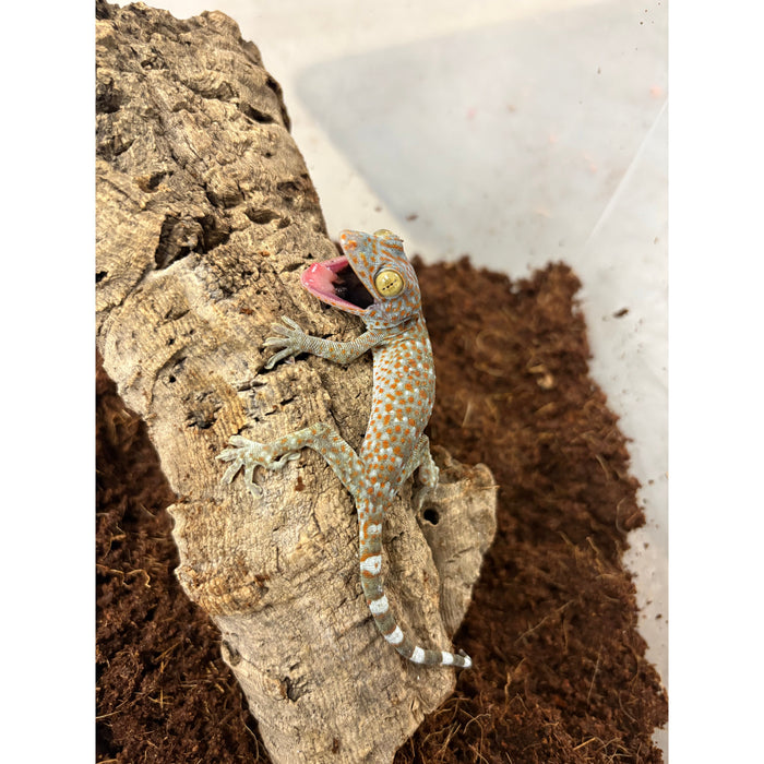 Tokay Gecko (Baby) (Gekko gecko)
