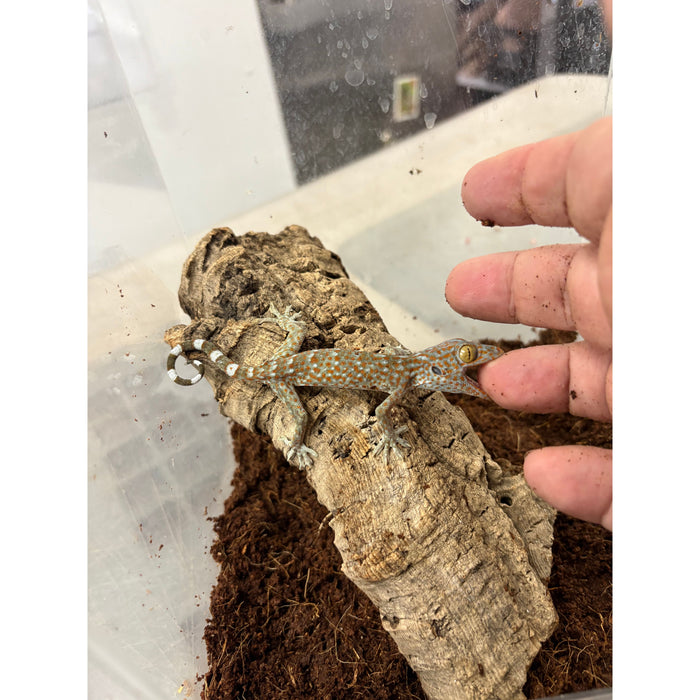 Tokay Gecko (Baby) (Gekko gecko)