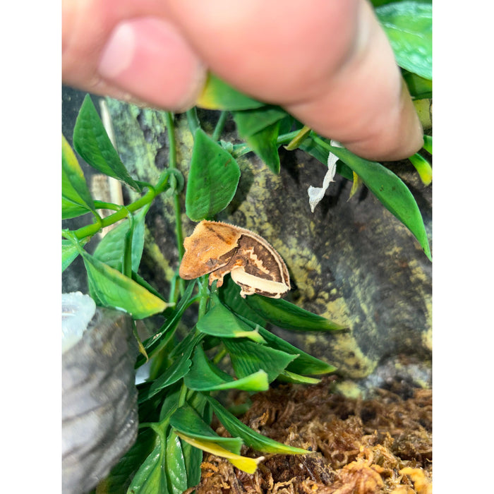 Lilly White Crested Gecko