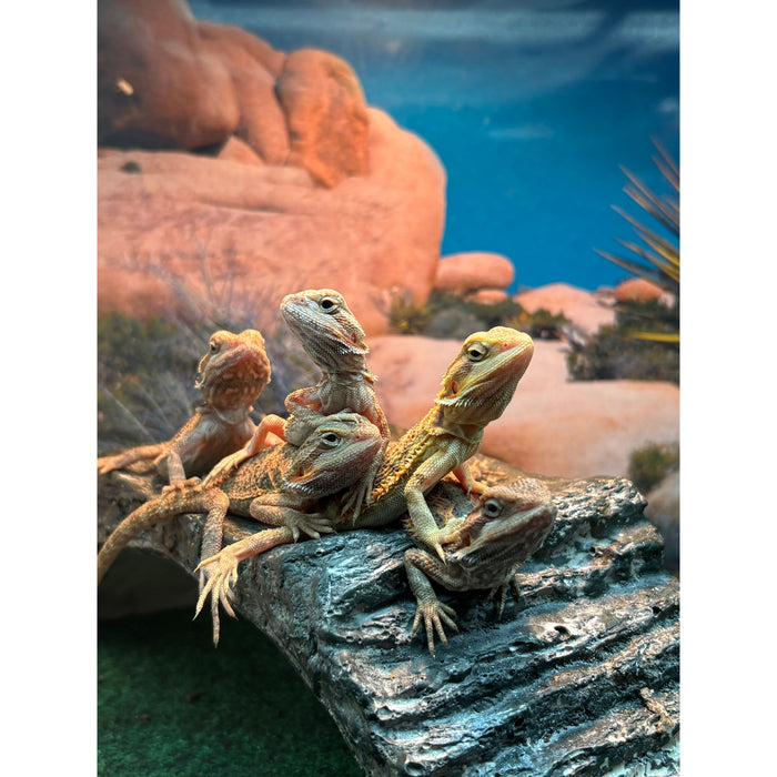 Bearded Dragon (Citrus/Red Hypo Translucent) (Babies)