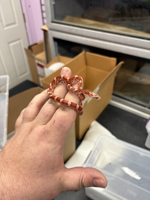 Blood Red Corn Snake (Baby)