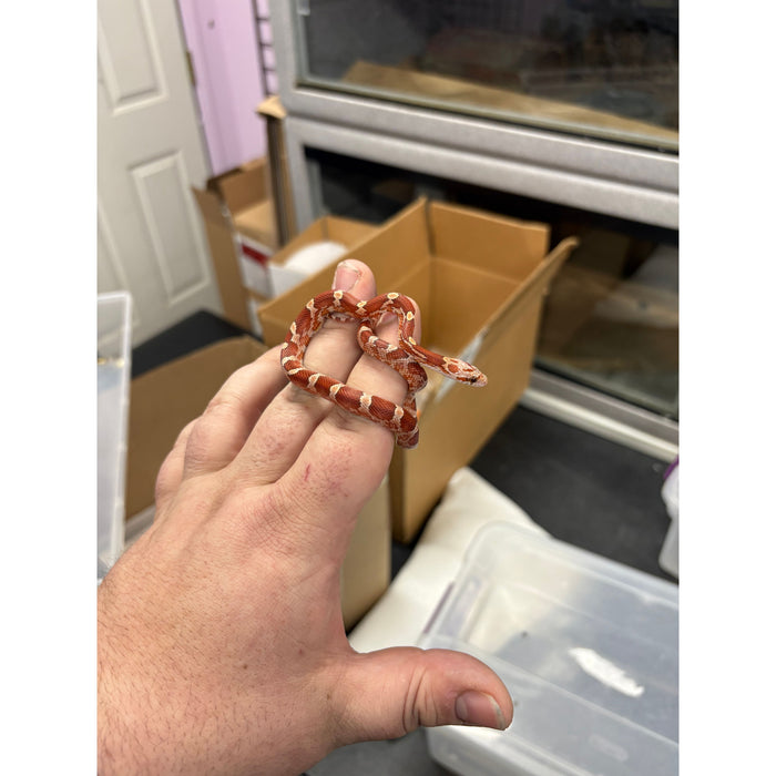 Blood Red Corn Snake (Baby)