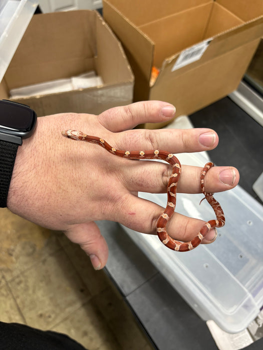 Blood Red Corn Snake (Baby)