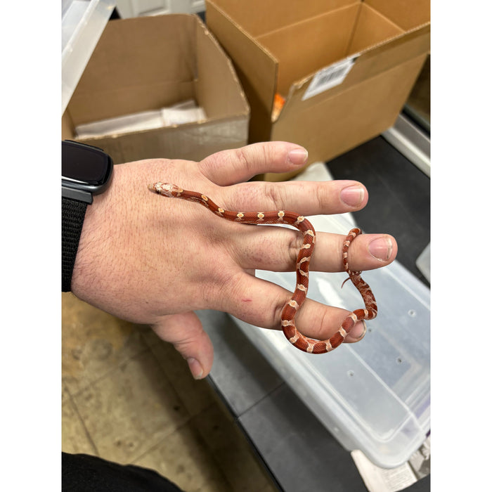 Blood Red Corn Snake (Baby)
