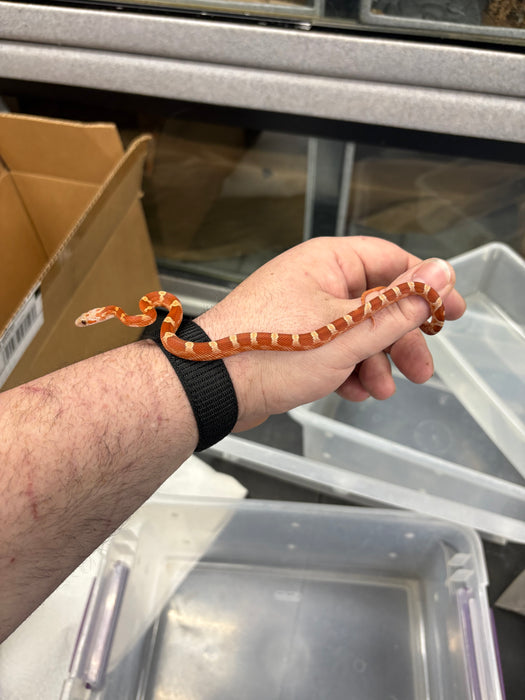 Blood Red Corn Snake (Baby)