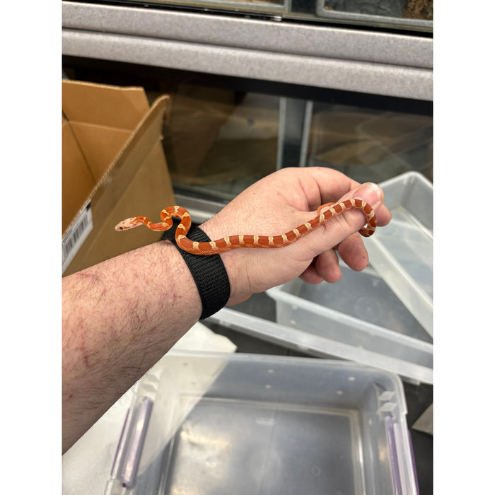 Blood Red Corn Snake (Baby)