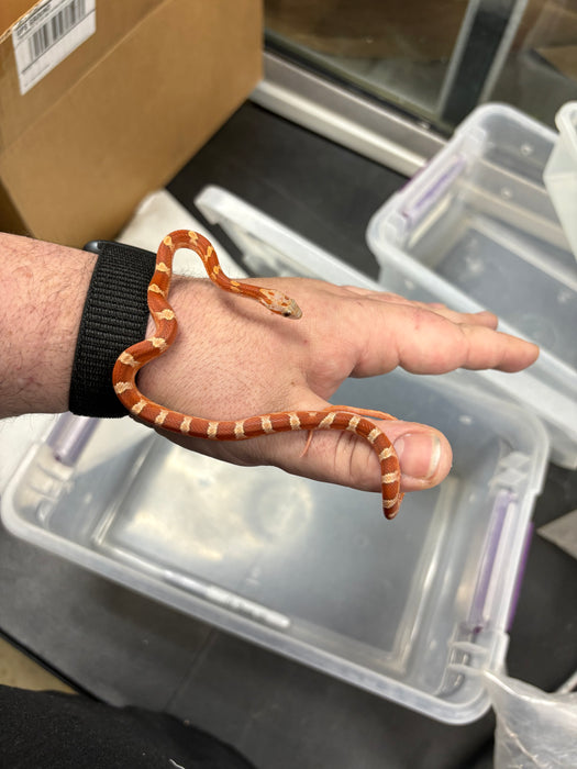 Blood Red Corn Snake (Baby)