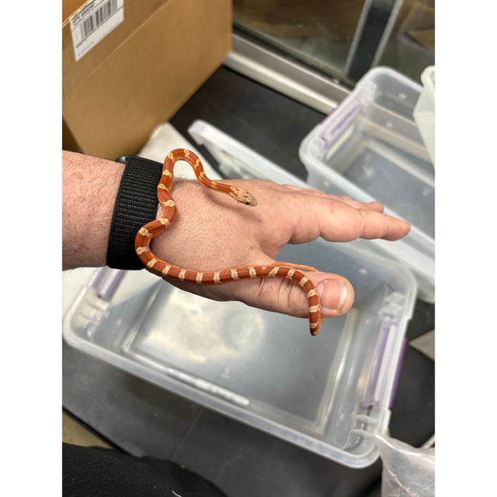 Blood Red Corn Snake (Baby)