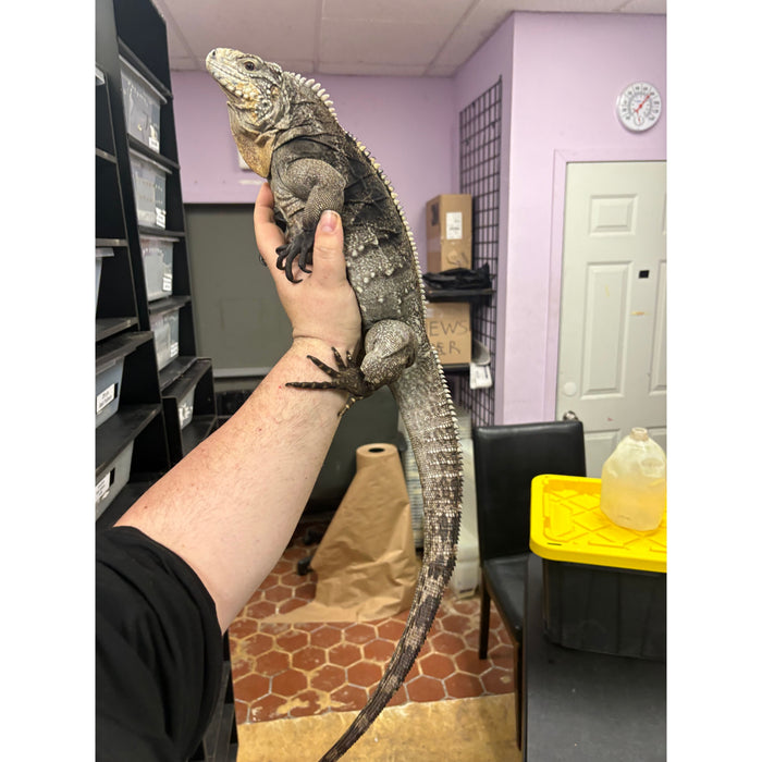 Cuban Rock Iguana (Cyclura nubila)