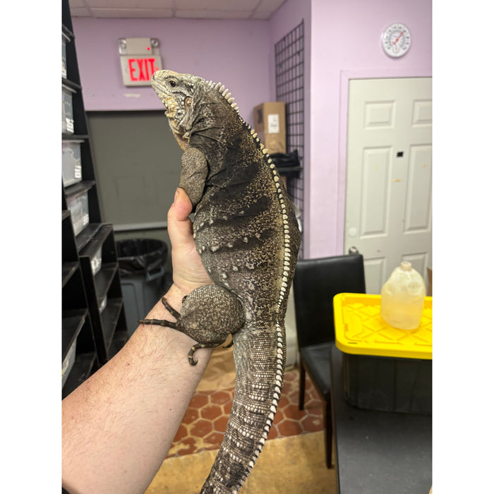 Cuban Rock Iguana (Cyclura nubila)