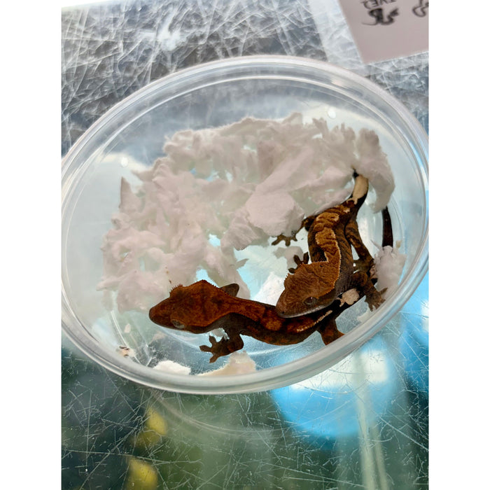 Crested Gecko (Cappuccino) (Baby)