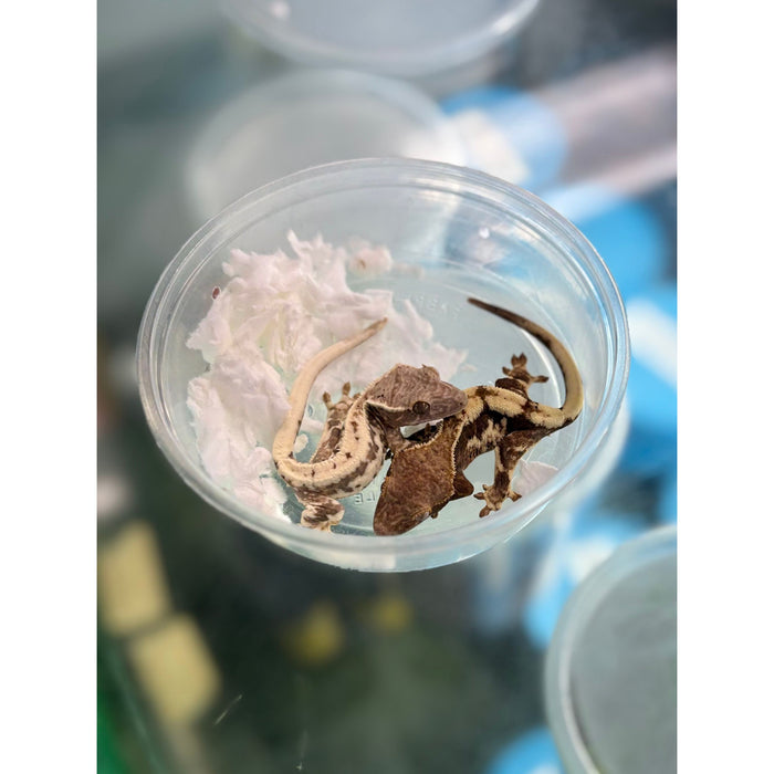 Crested Gecko (Frappuccino)