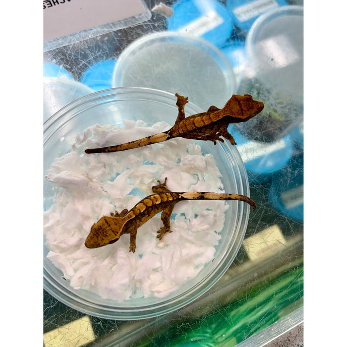 Crested Gecko (Extreme Harlequin) (Baby)