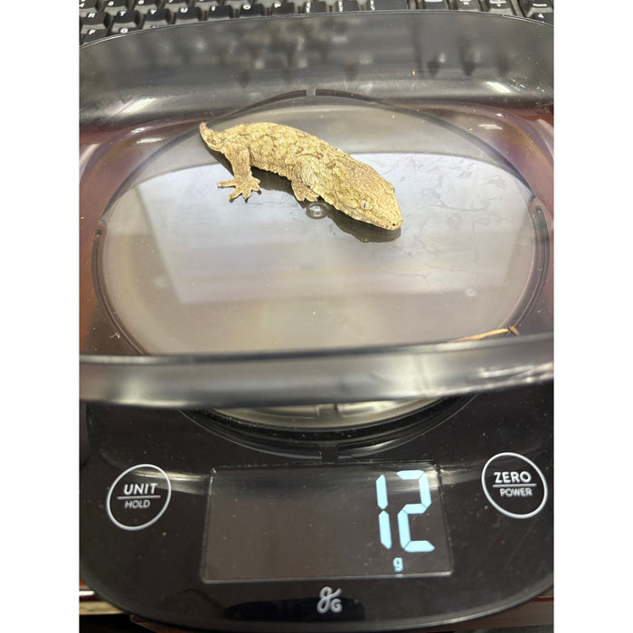 Imperfect Leachianus Gecko