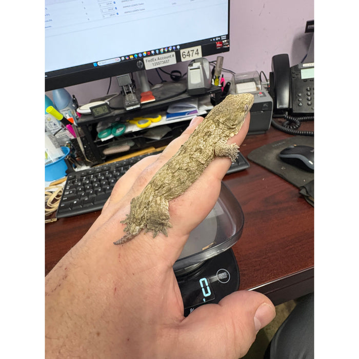 Imperfect Leachianus Gecko