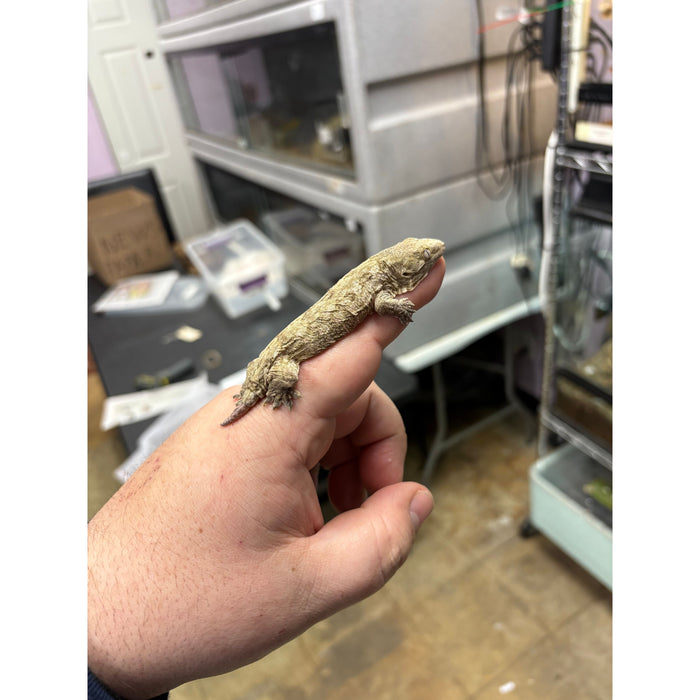 Imperfect Leachianus Gecko