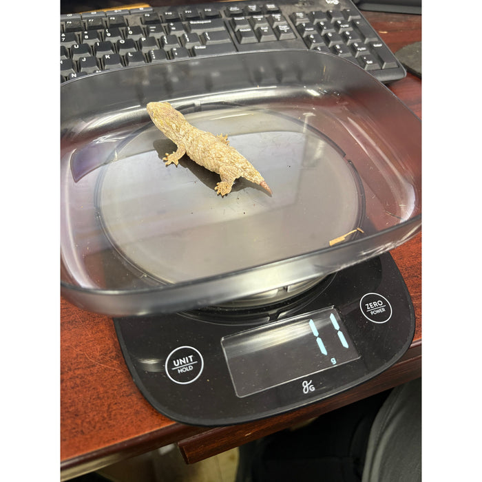 Imperfect Leachianus Gecko