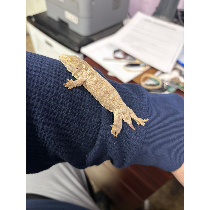 Imperfect Leachianus Gecko