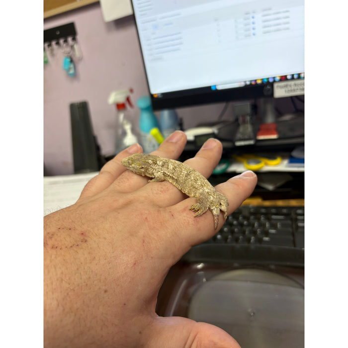 Imperfect Leachianus Gecko