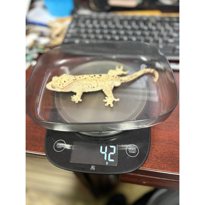 Crested Gecko (Super Dalmatian) (Male)