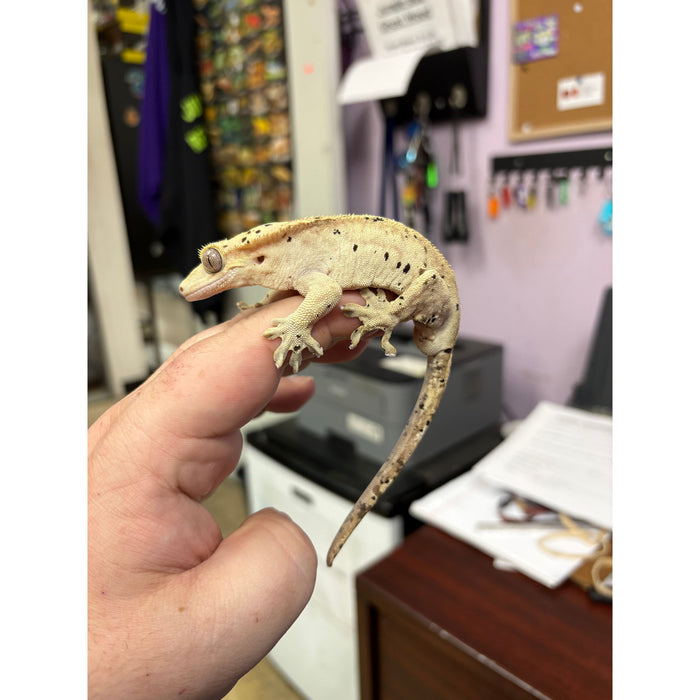Crested Gecko (Super Dalmatian) (Male)