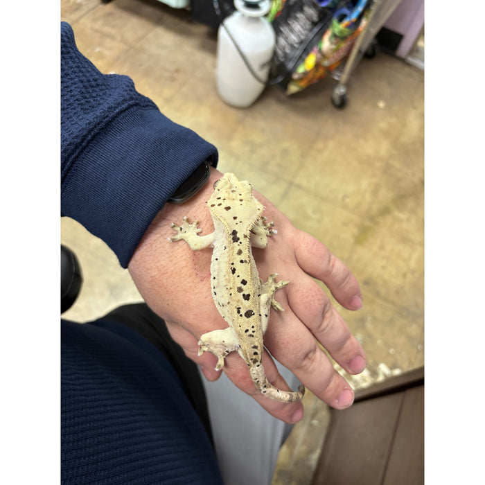 Crested Gecko (Super Dalmatian) (Male)