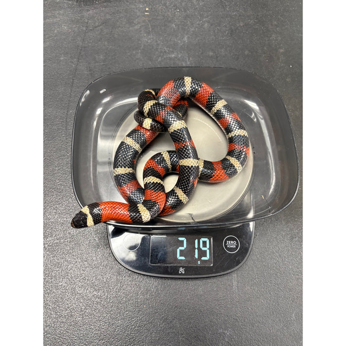 Pueblan Milksnake (Adult)