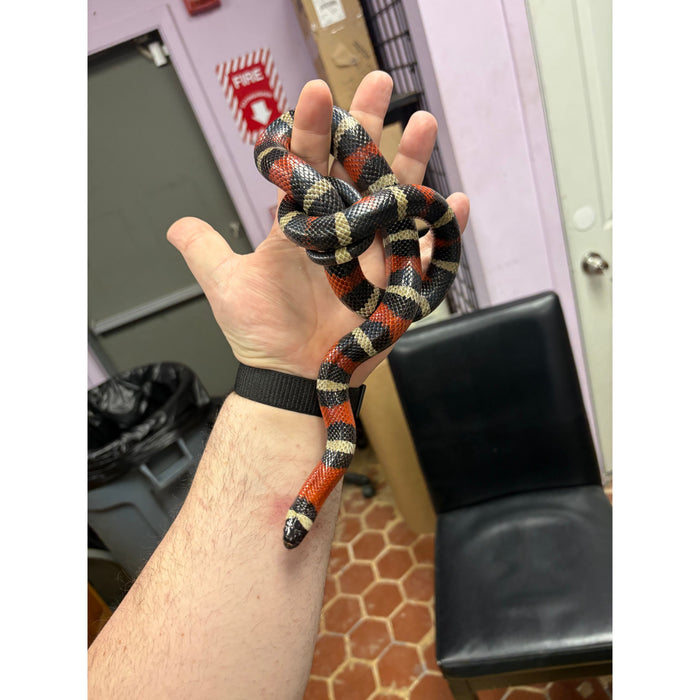 Pueblan Milksnake (Adult)