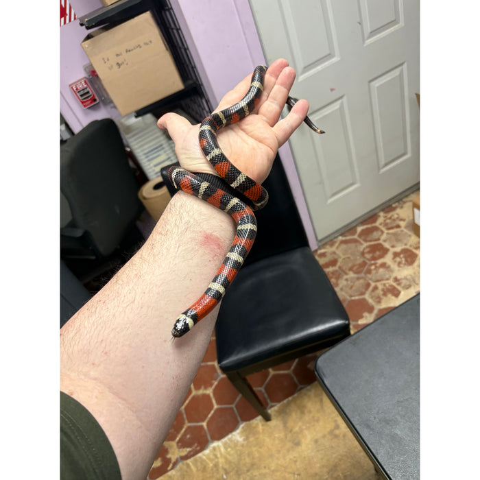 Pueblan Milksnake (Adult)