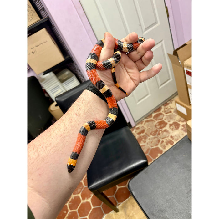 Apricot Pueblan Milk Snake