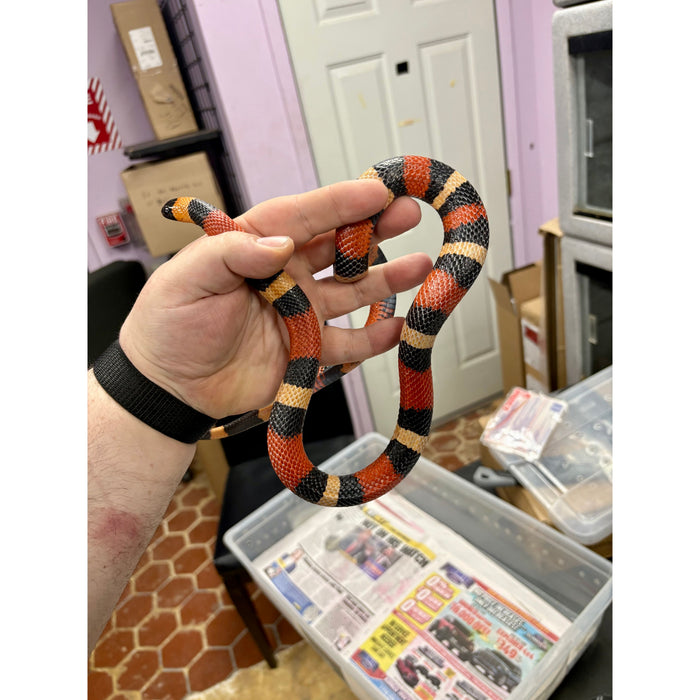 Apricot Pueblan Milk Snake