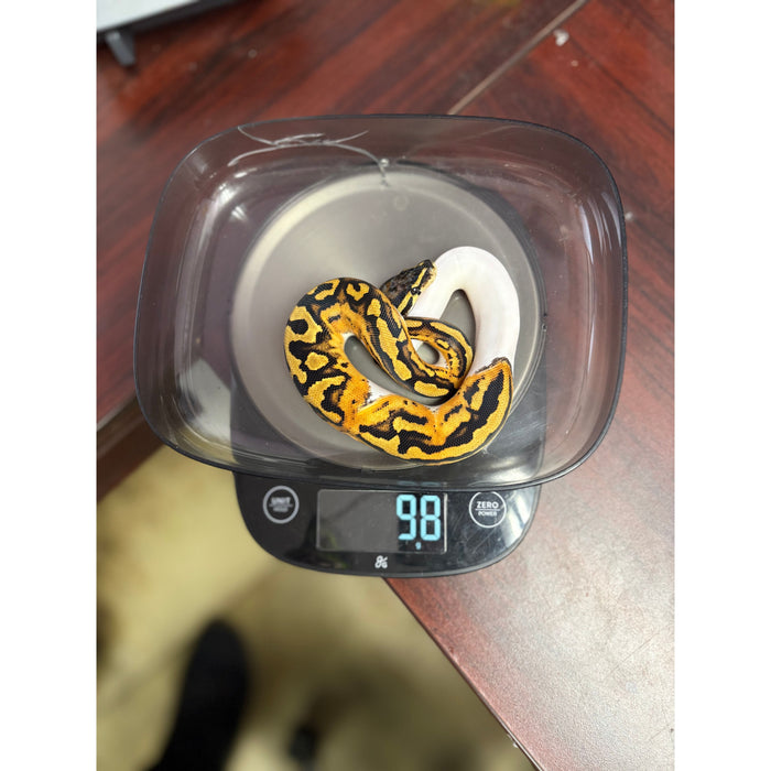 Ball Python (Low White Piebaled)