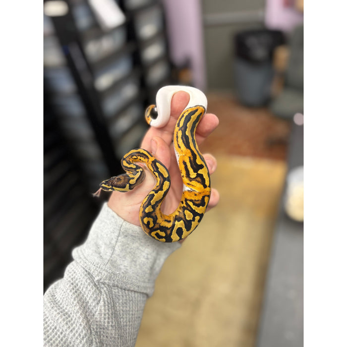 Ball Python (Low White Piebaled)