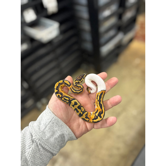 Ball Python (Low White Piebaled)