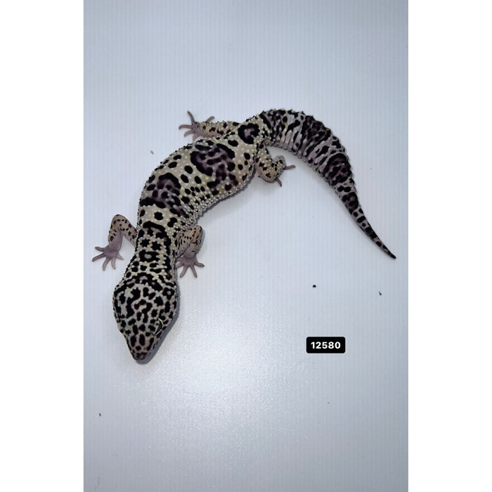 Mack Snow Leopard Gecko (Sub-Adult/Adult)