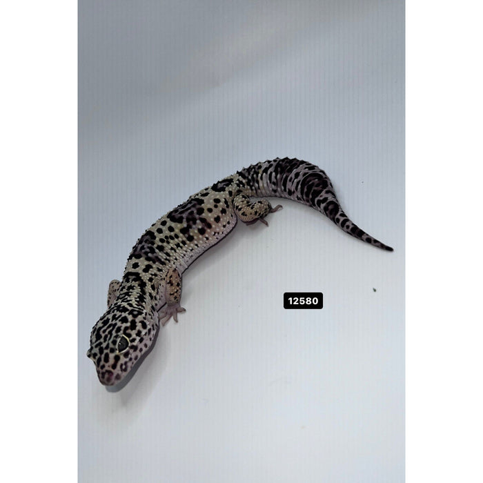 Mack Snow Leopard Gecko (Sub-Adult/Adult)