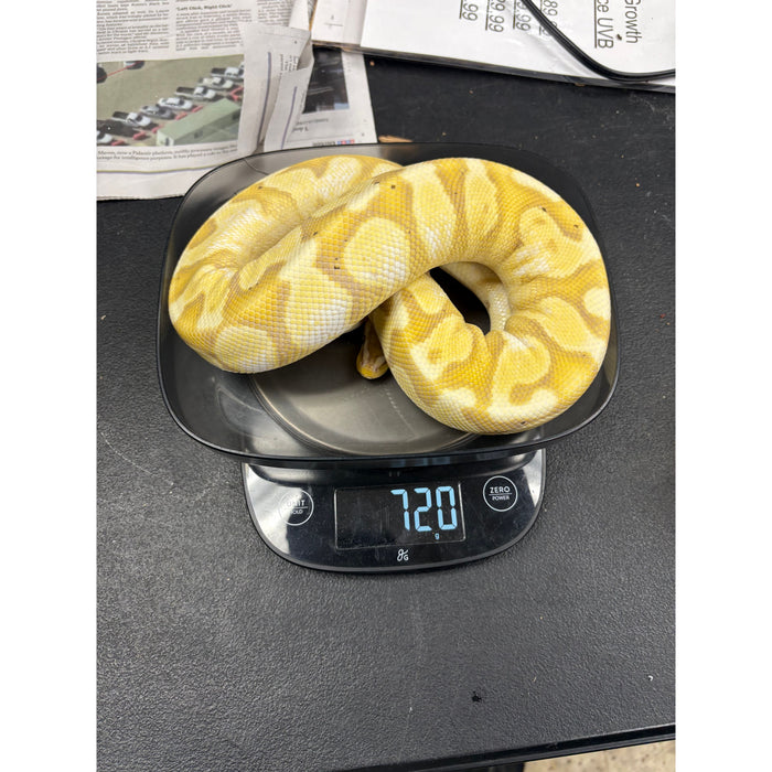 Banana Ball Python (Adult)