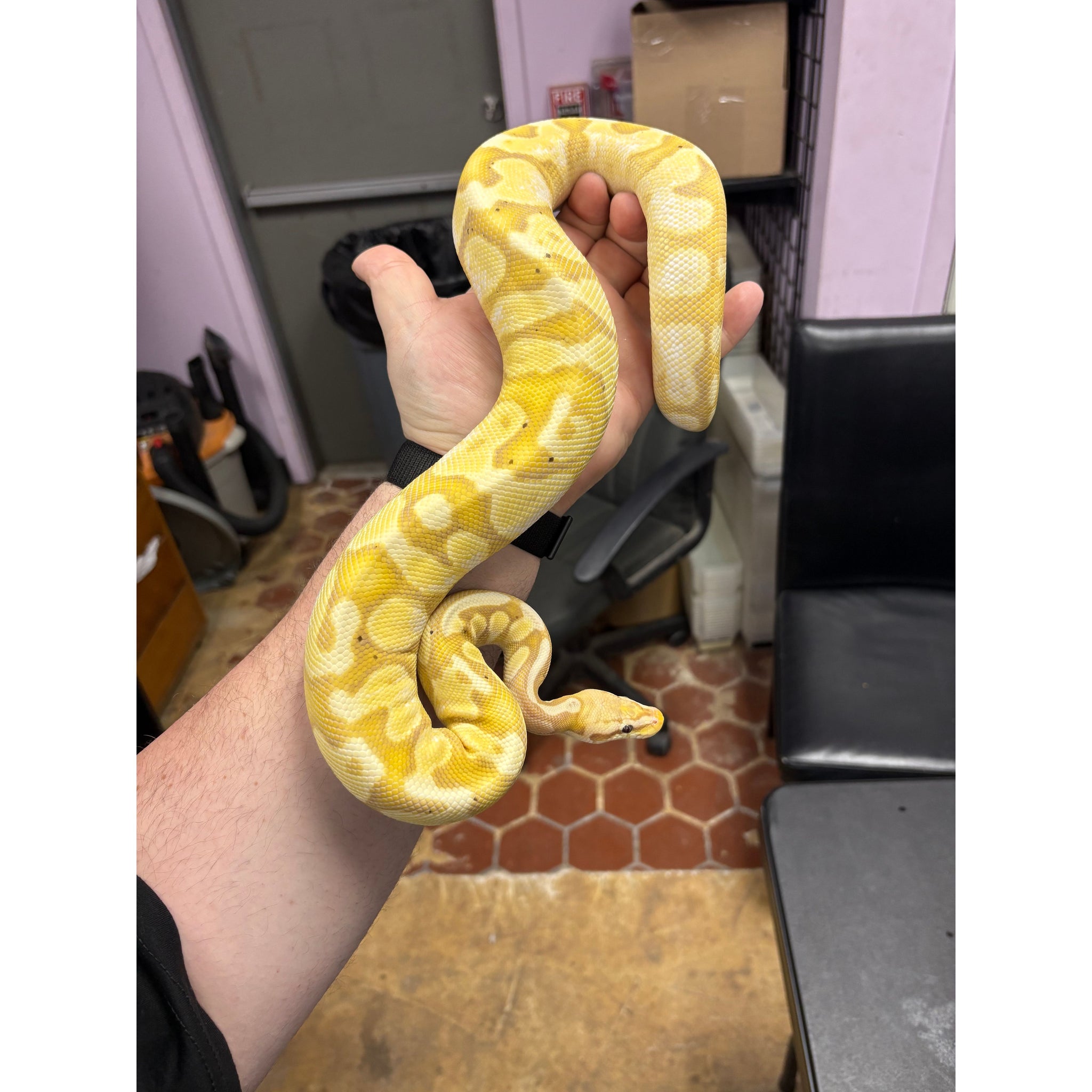 Ball Python Auction Ball Pythons for Sale — Jungle Bobs Reptile World