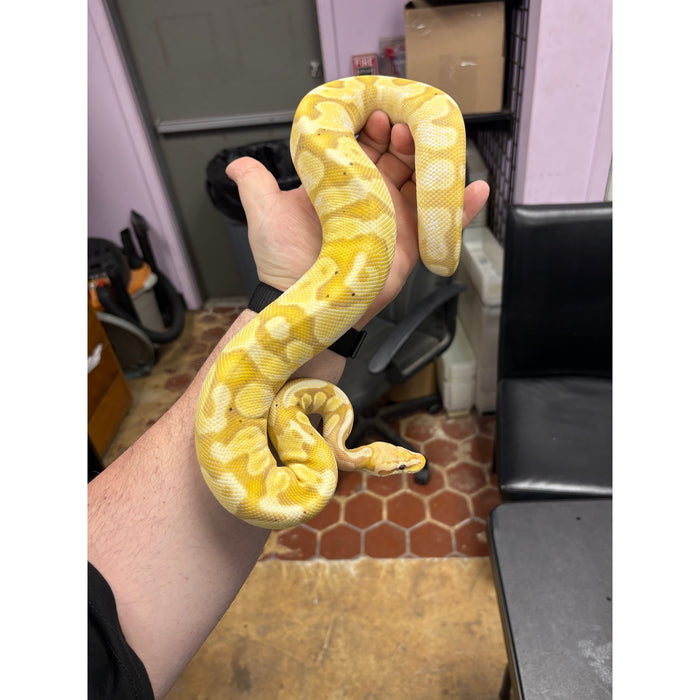 Banana Ball Python (Adult)